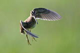 Image. Common Snipe