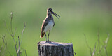 Image. Common Snipe