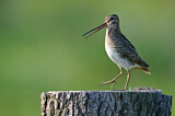 Image. Common Snipe