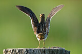 Image. Common Snipe
