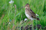 Image. Common Snipe