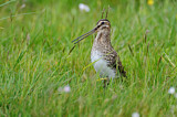 Image. Common Snipe