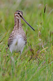 Image. Common Snipe