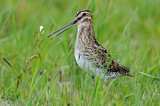 Image. Common Snipe