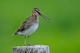 Image. Common Snipe
