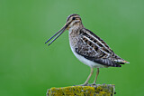 Image. Common Snipe