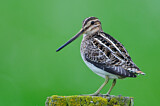 Image. Common Snipe