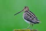 Image. Common Snipe