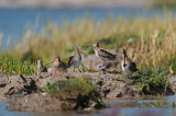 Image. Common Snipe