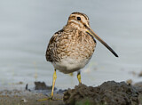 Image. Common Snipe