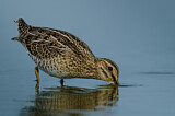 Image. Common Snipe