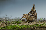 Image. Common Snipe