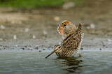 Image. Common Snipe