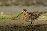 Image. Common Snipe