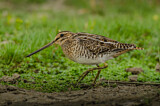 Image. Common Snipe