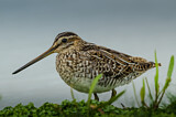 Image. Common Snipe