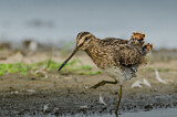 Image. Common Snipe