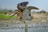 Image. Common Snipe