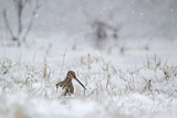 Image. Common Snipe