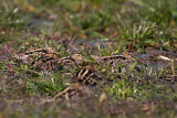 Image. Common Snipe