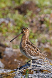 Image. Common Snipe