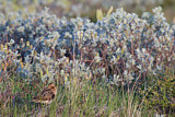 Image. Common Snipe