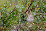 Image. Common Snipe