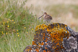 Image. Common Snipe