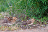 Image. Common Snipe