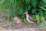 Image. Common Snipe