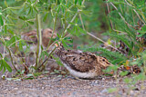 Image. Common Snipe
