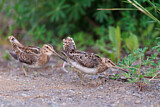 Image. Common Snipe