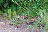 Image. Common Snipe