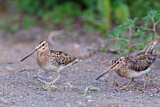 Image. Common Snipe