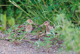 Image. Common Snipe