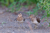 Image. Common Snipe