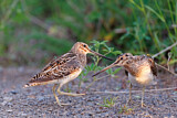 Image. Common Snipe