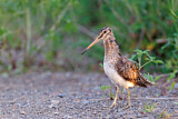 Image. Common Snipe