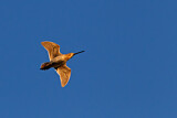 Image. Common Snipe