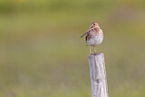 Image. Common Snipe