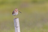 Image. Common Snipe