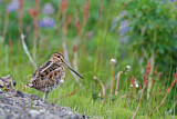 Image. Common Snipe