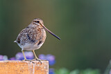 Image. Common Snipe