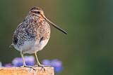 Image. Common Snipe