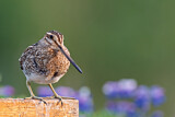 Image. Common Snipe