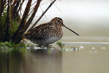Image. Common Snipe