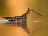 Image. Common Snipe