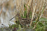 Image. Common Snipe