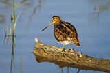 Image. Common Snipe