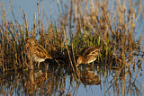 Image. Common Snipe